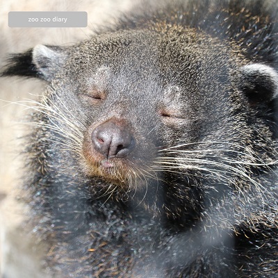 平川動物公園　ビントロング　地